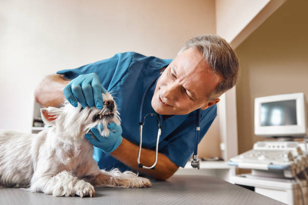 Best Emergency Treatment for Dental Infections or Abscesses in Elwood, KS